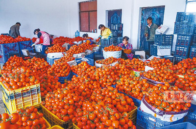 田陽(yáng)縣西紅柿滯銷困境 農(nóng)戶無奈傾倒江中，農(nóng)副產(chǎn)品出路何在？